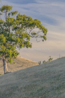 Tree and hills